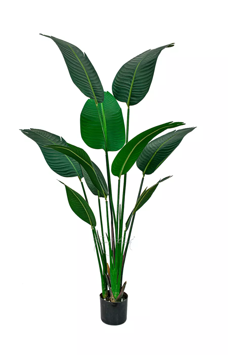 Стрелиция Николая 160 см без кашпо - Зеленый