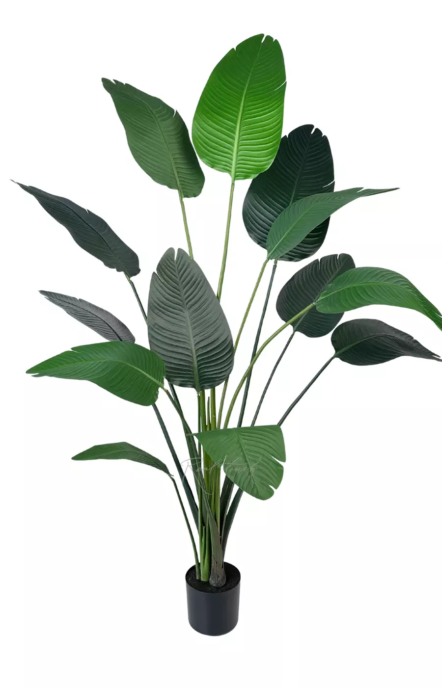 Стрелиция Николая 180 см (13 листьев) - Зеленый