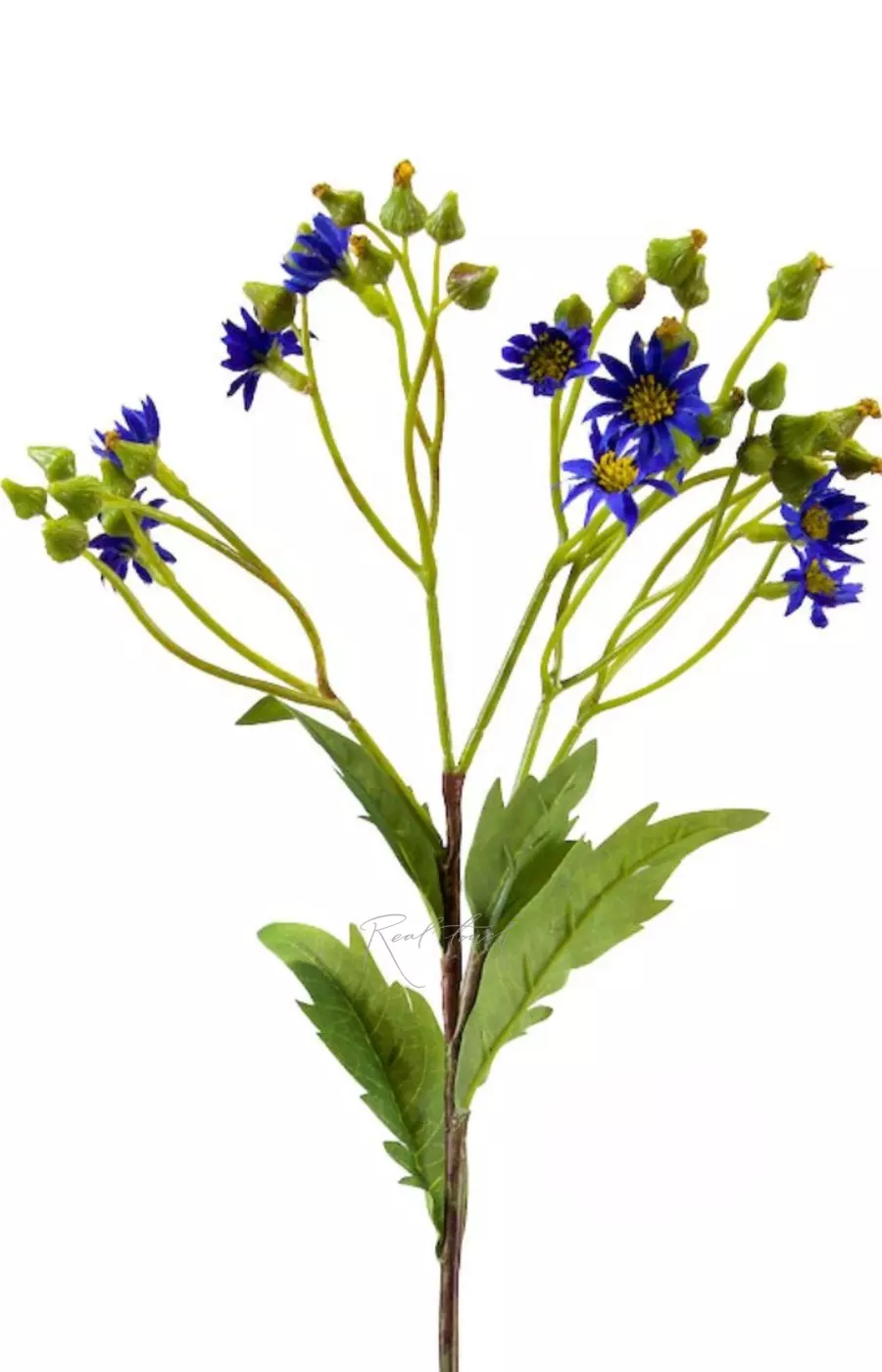 Крестовник весенний - Голубой