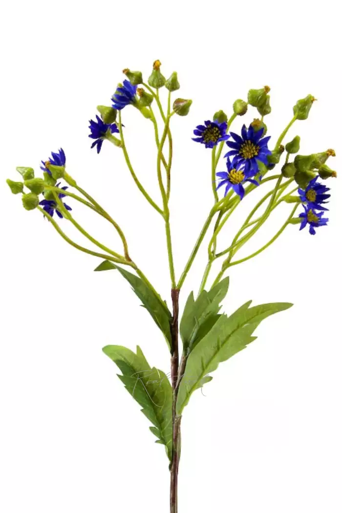 Крестовник весенний - Голубой