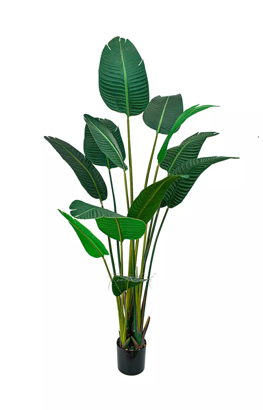 Стрелиция Николая 180 см без кашпо - Зеленый