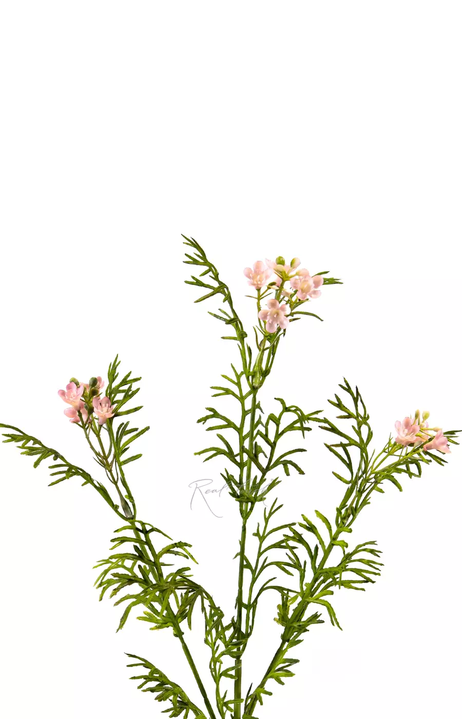 Лапчатка - Розовый