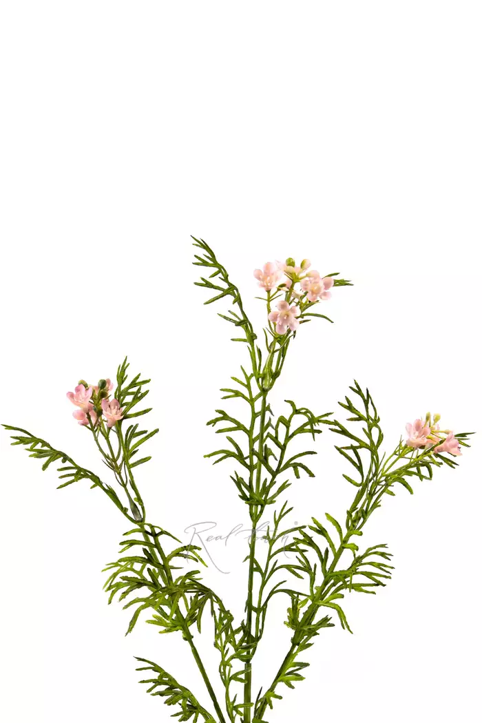 Лапчатка - Розовый