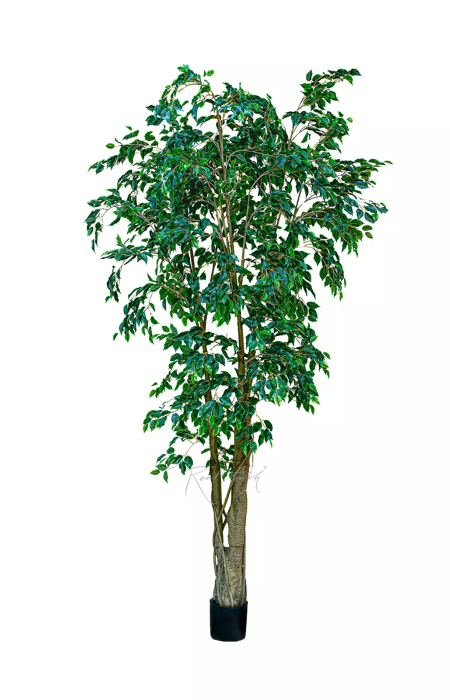 Фикус Бенджамина 300см - Зеленый Фикус Бенджамина 300см - Зеленый