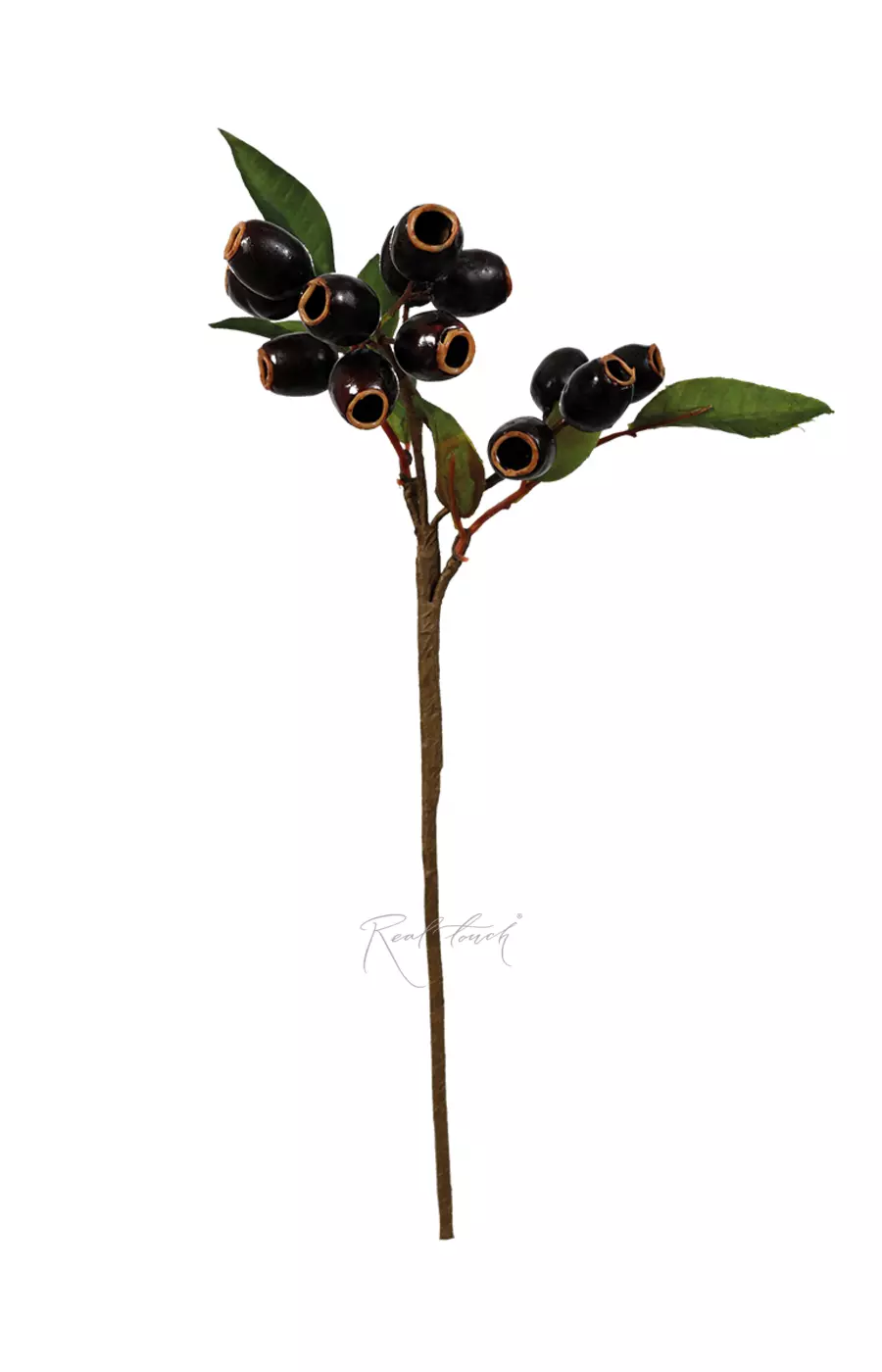 Ветка с плодами эвкалипта - Черный Ветка с плодами эвкалипта - Черный