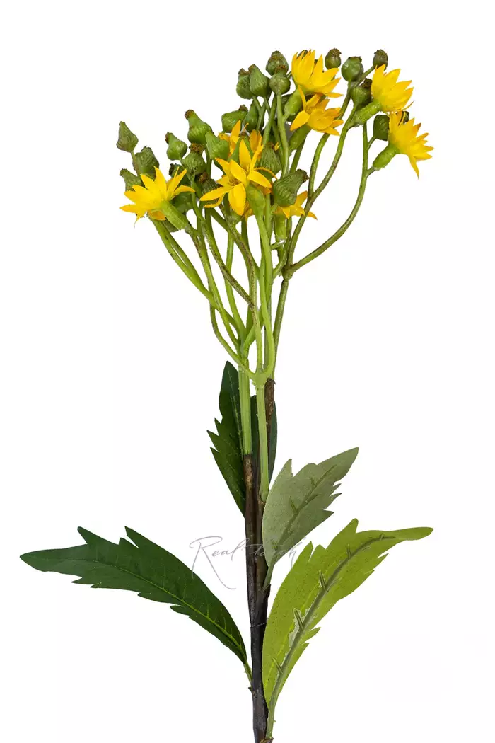 Крестовник весенний - Желтый