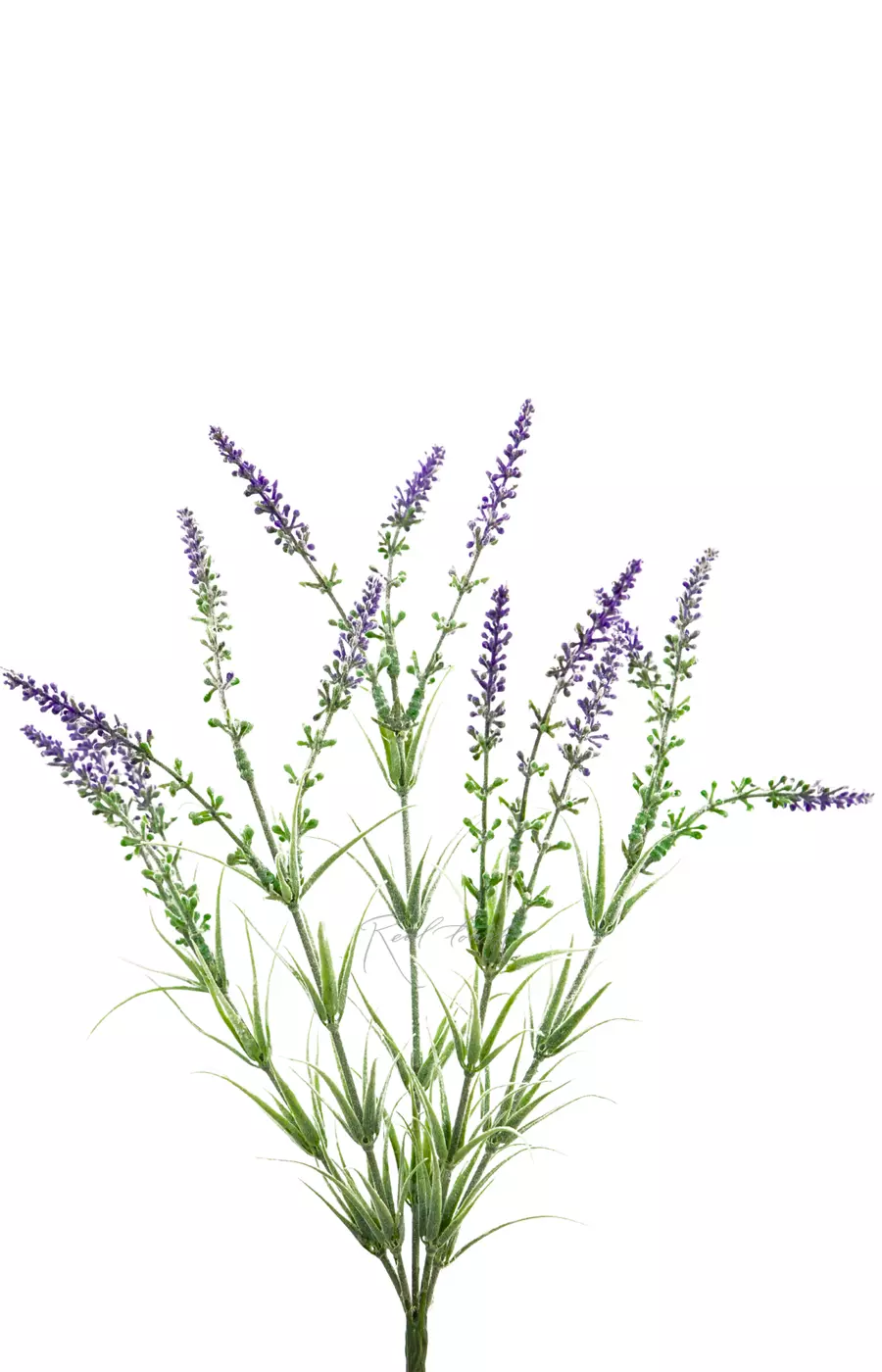 Лаванда широколистная - Фиолетовый
