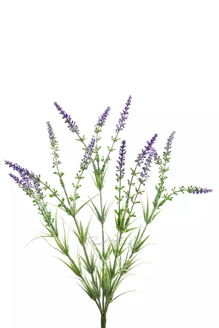 Лаванда широколистная - Фиолетовый