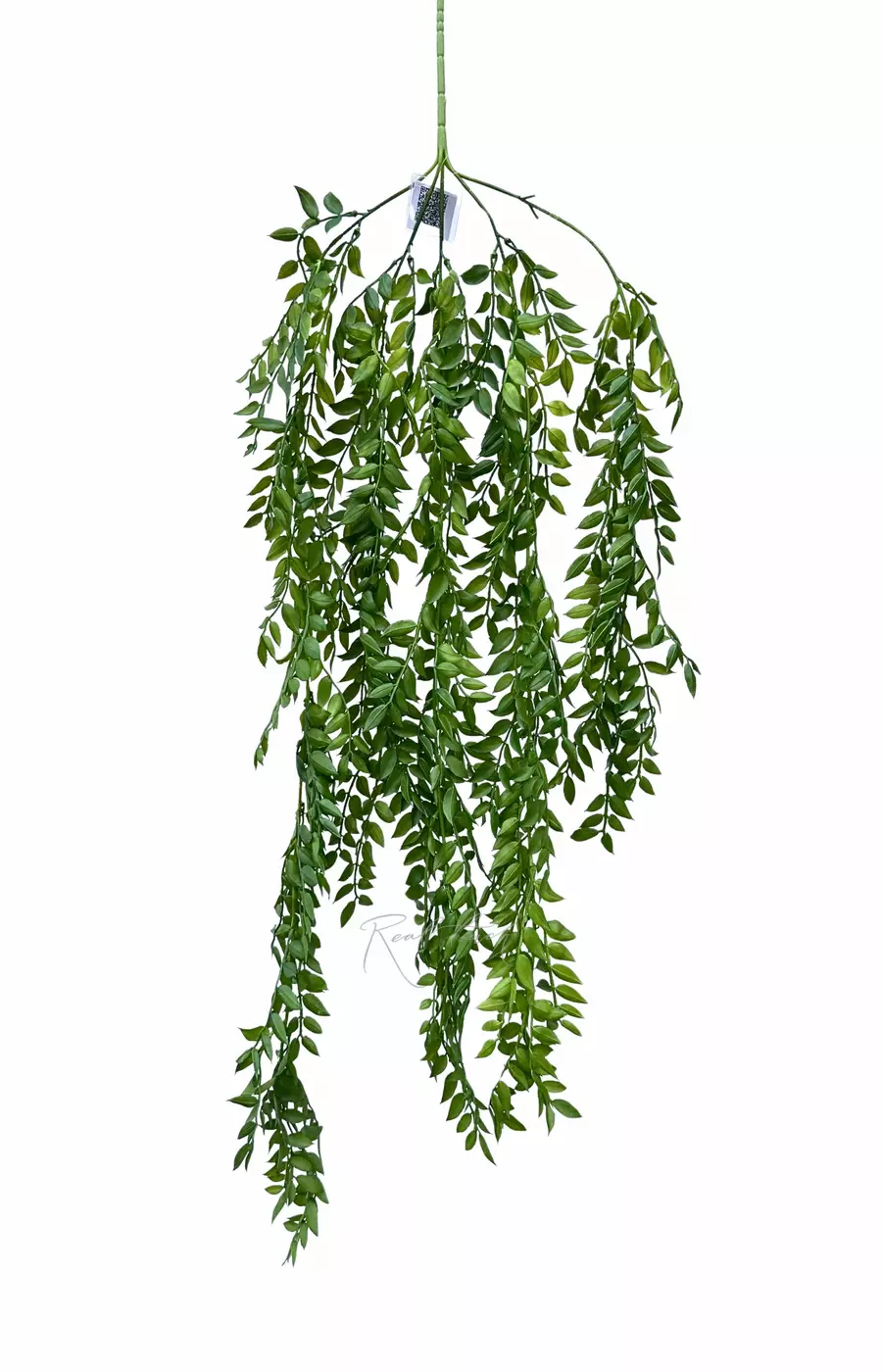 Ветка Рускус Иглица ампельная - Зеленый