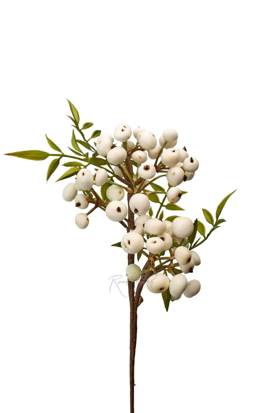 Снежноягодник малый - Белый