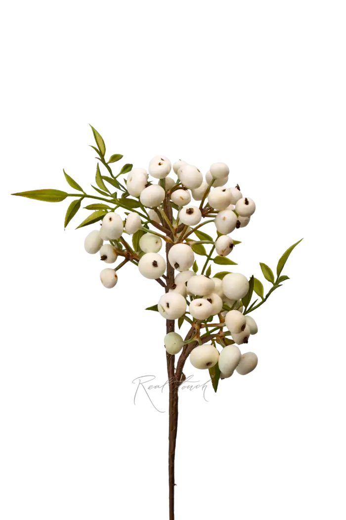 Снежноягодник малый - Белый Снежноягодник малый - Белый