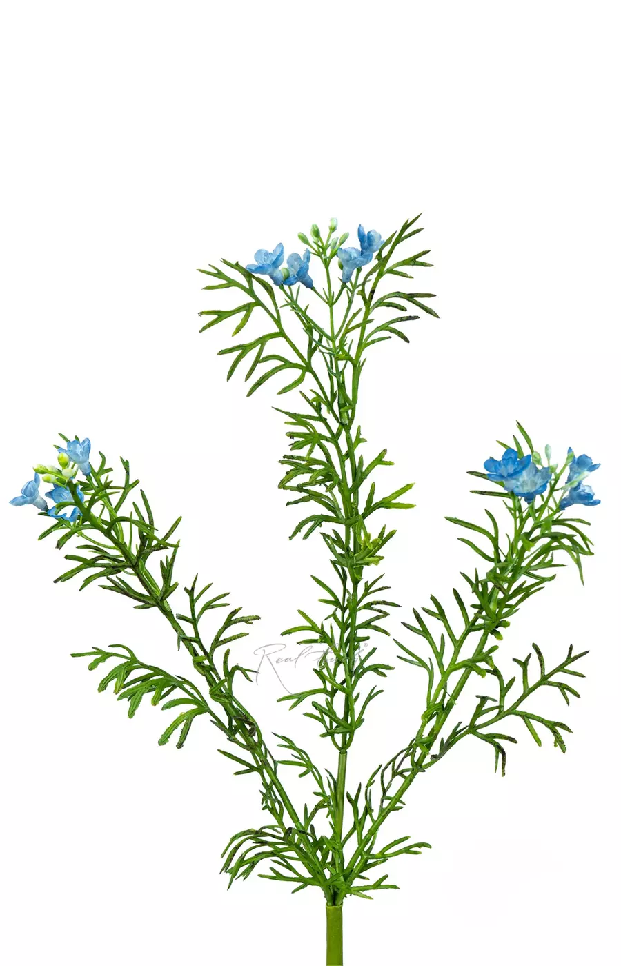 Лапчатка - Голубой Лапчатка - Голубой