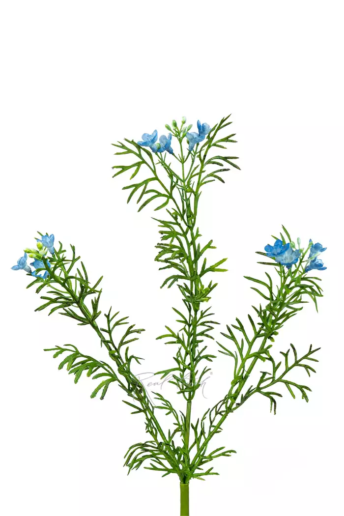 Лапчатка - Голубой