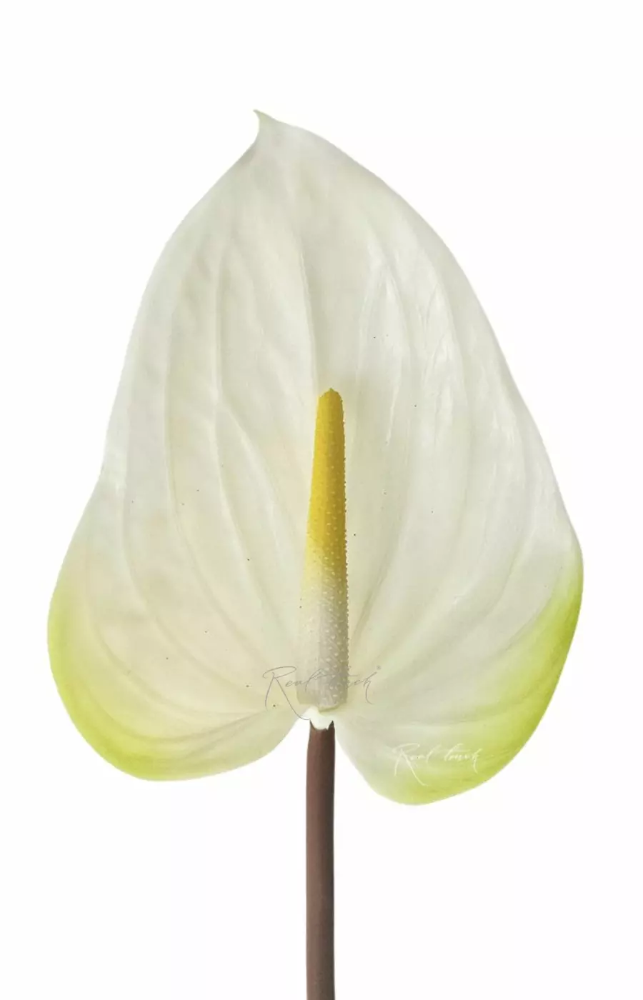 Антуриум большой - Бело-зеленый