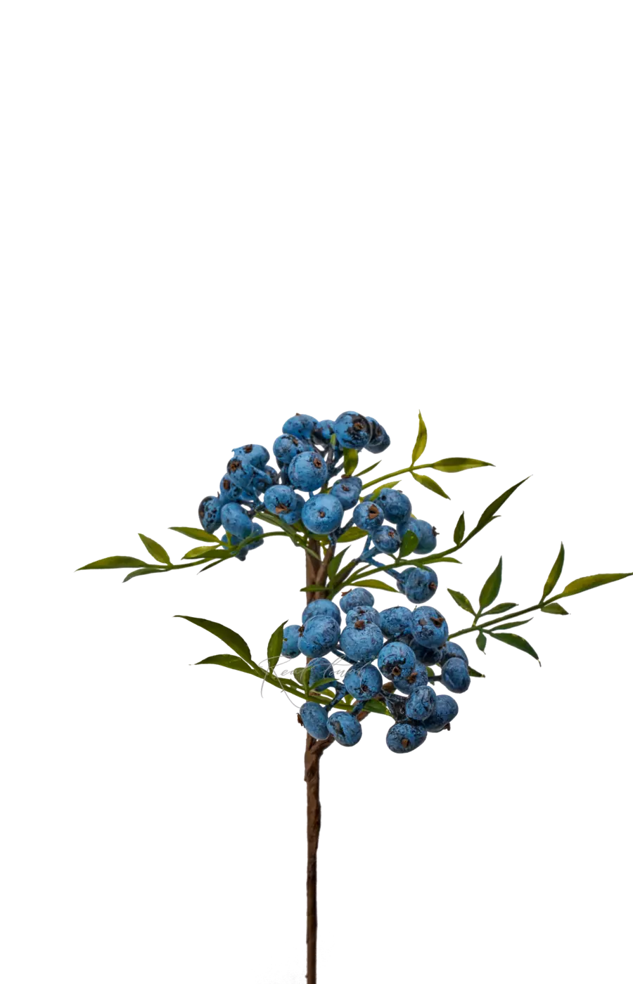 Снежноягодник малый - Синий