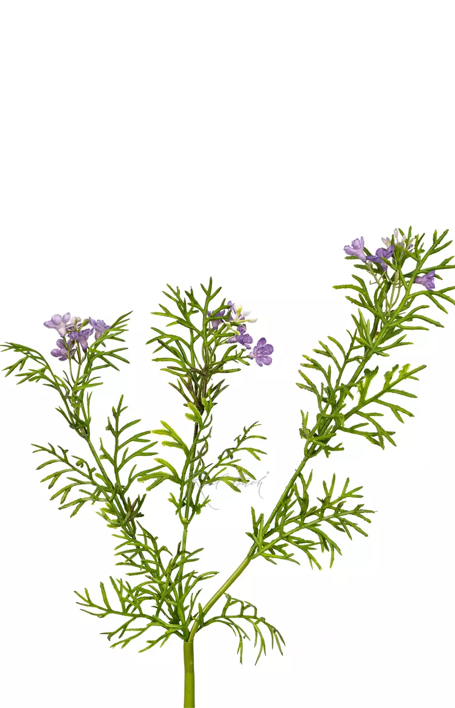 Лапчатка - Фиолетовый Лапчатка - Фиолетовый