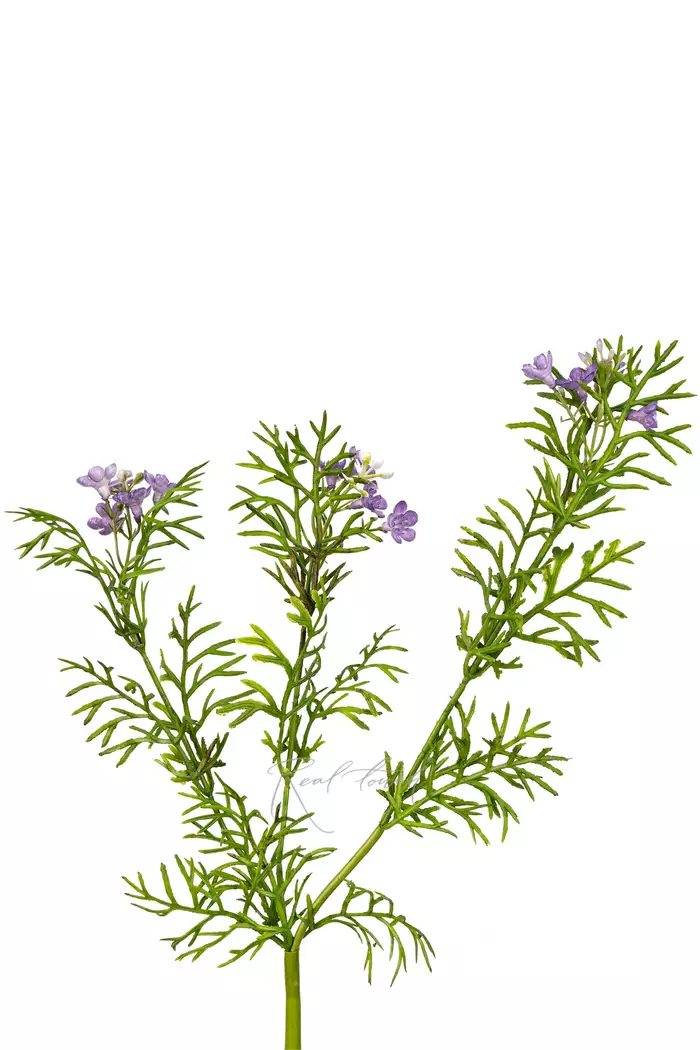 Лапчатка - Фиолетовый