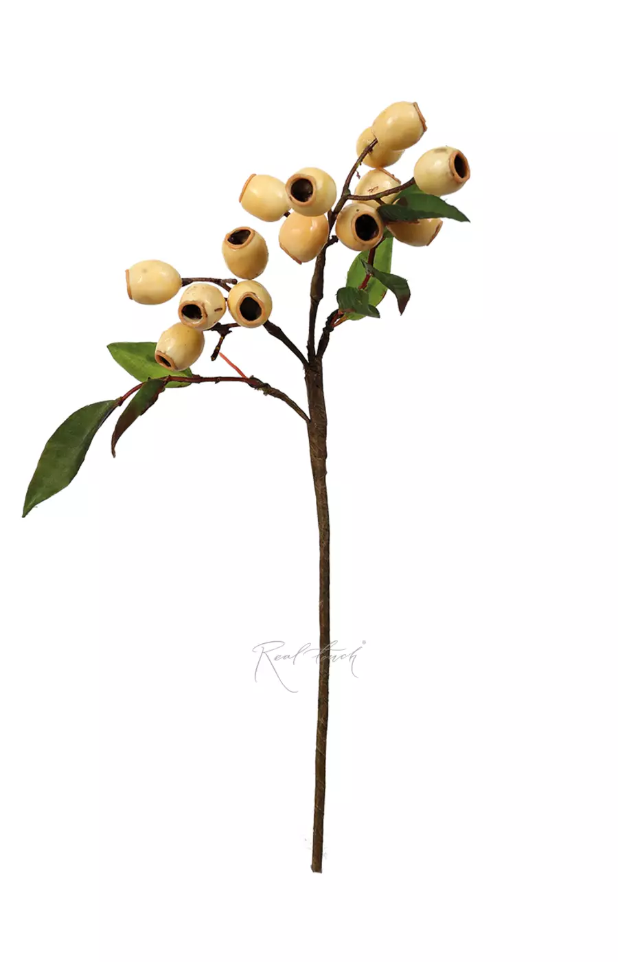 Ветка с плодами эвкалипта - Бежевый