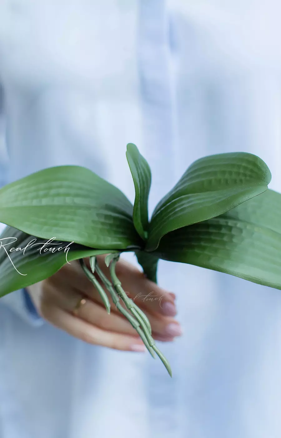 Листья Орхидеи малый 25см - Зеленый