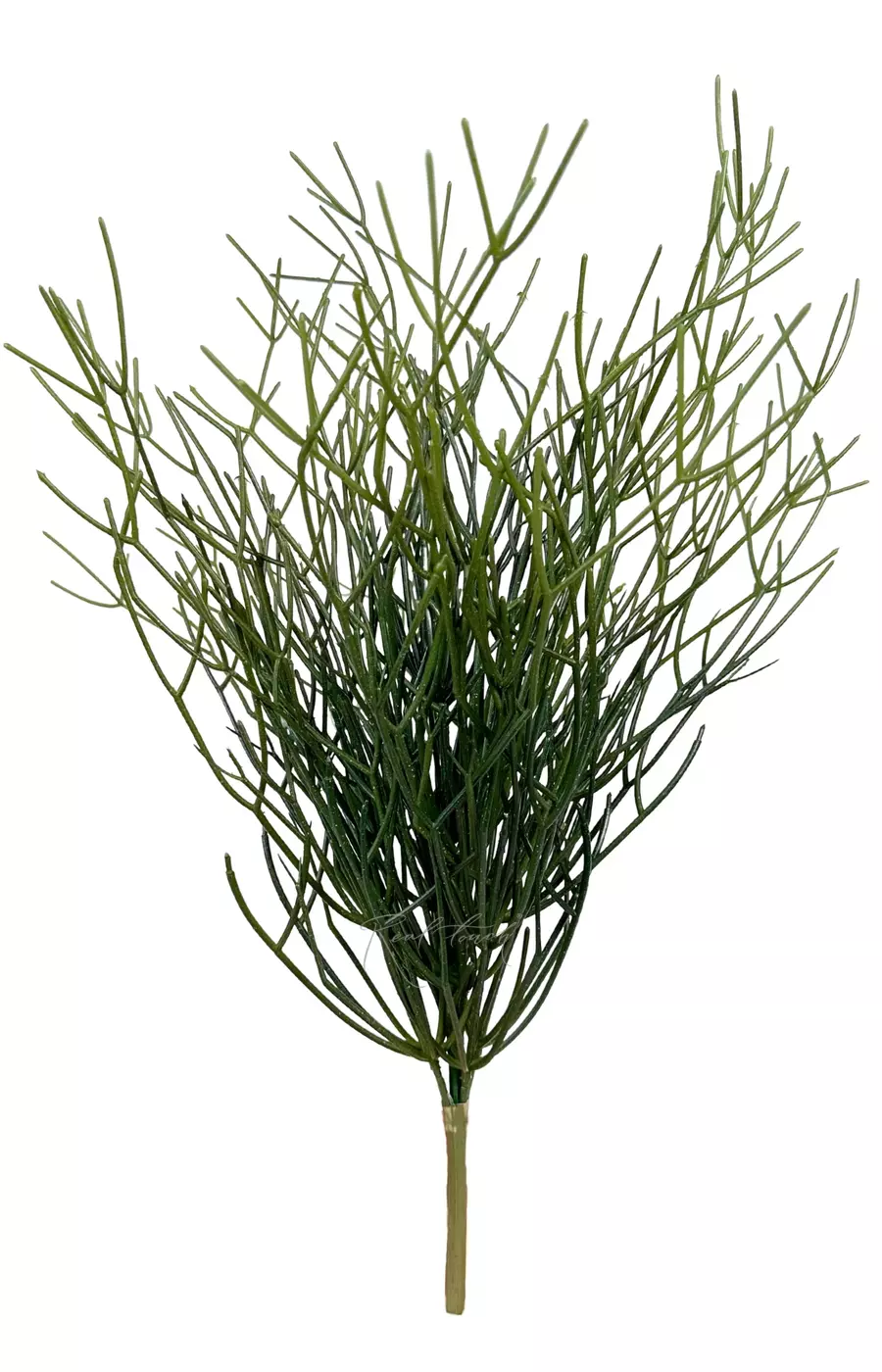 Куст Рипсалиса средний - Зеленый