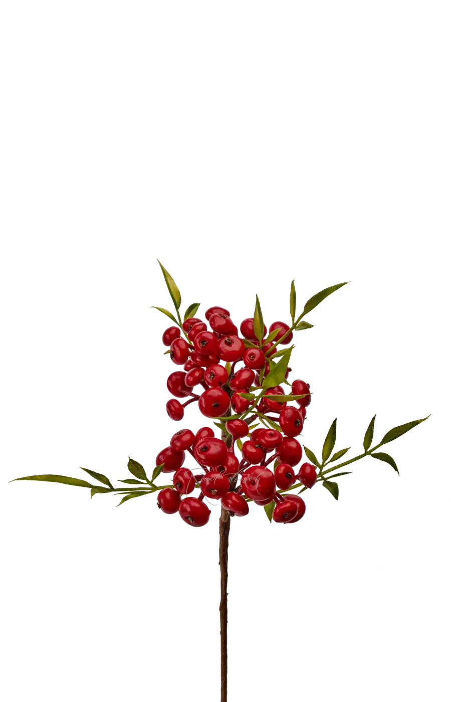 Снежноягодник малый - Красный