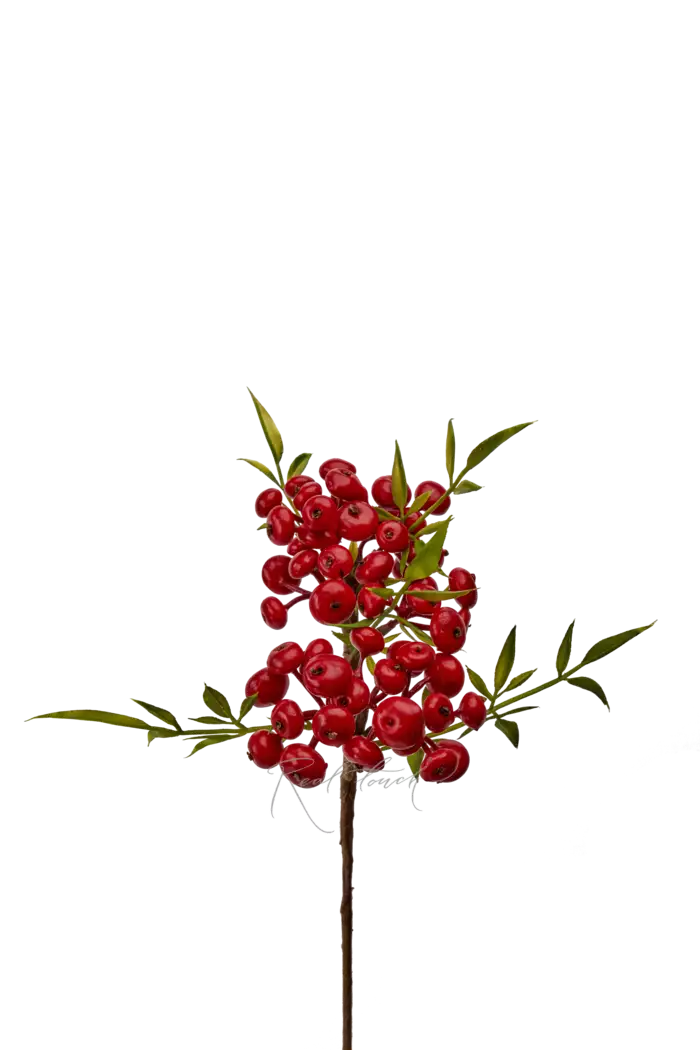 Снежноягодник малый - Красный