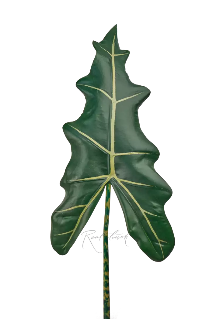 Лист Алоказии Frydek 115см - Темно-зеленый