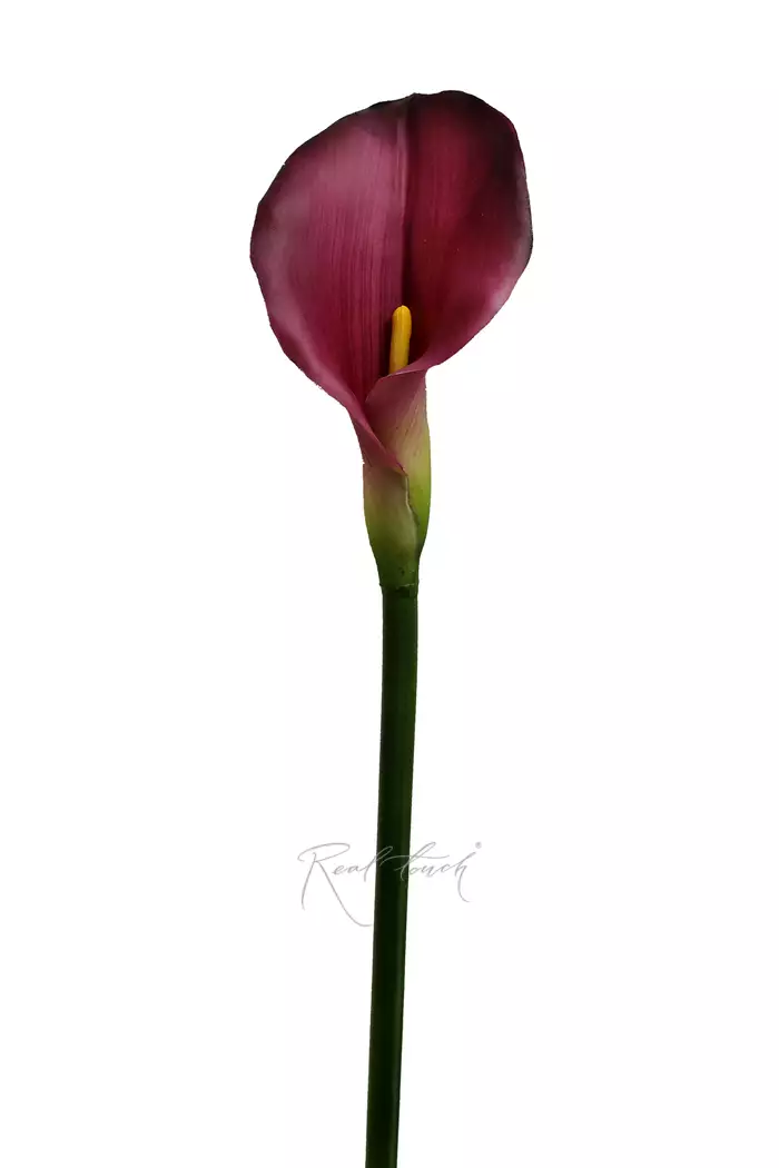 Калла Премиум (49) - Фиолетовый (уценён)