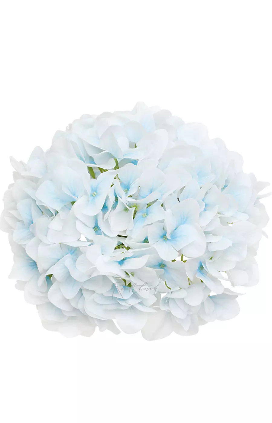 Гортензия древовидная соцветие (без стебля) - Бело-голубой