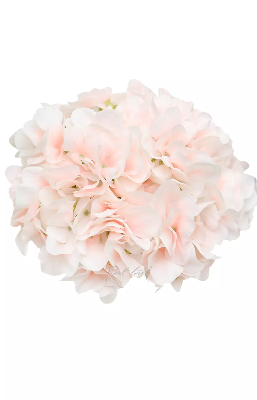 Гортензия древовидная соцветие (без стебля) - Светло-персиковый