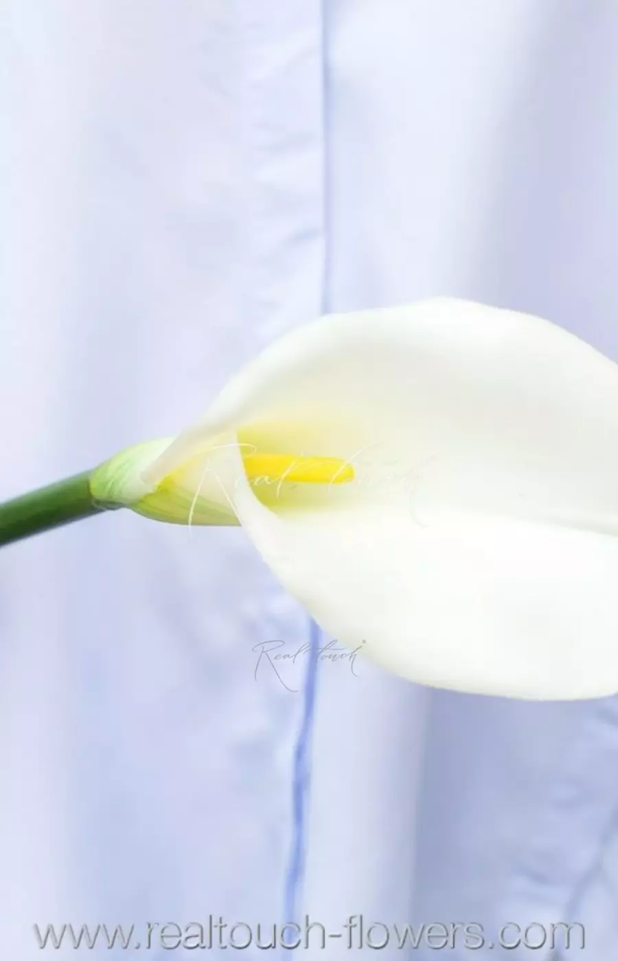 Калла Премиум - Белый