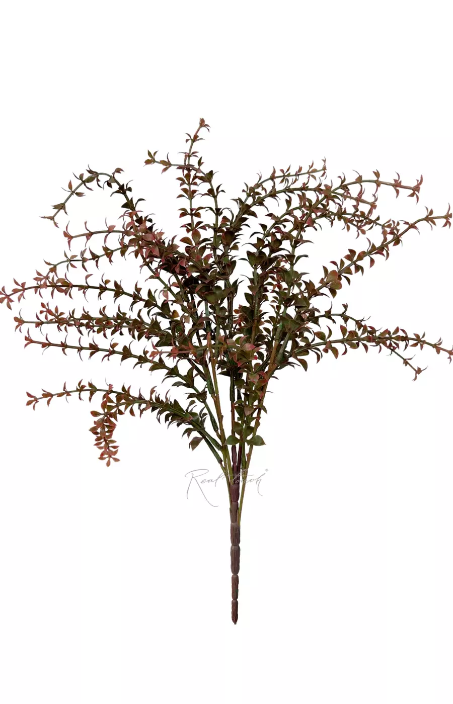 Тимьян - Красный