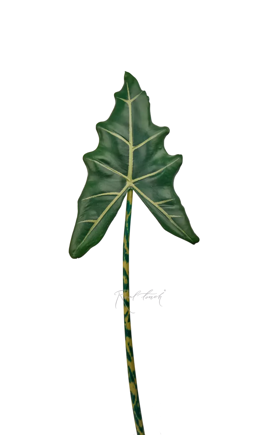 Лист Алоказии Frydek 108см - Темно-зеленый