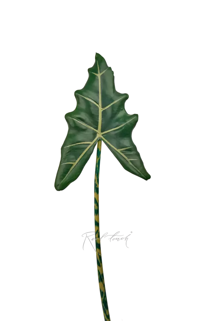 Лист Алоказии Frydek 108см - Темно-зеленый