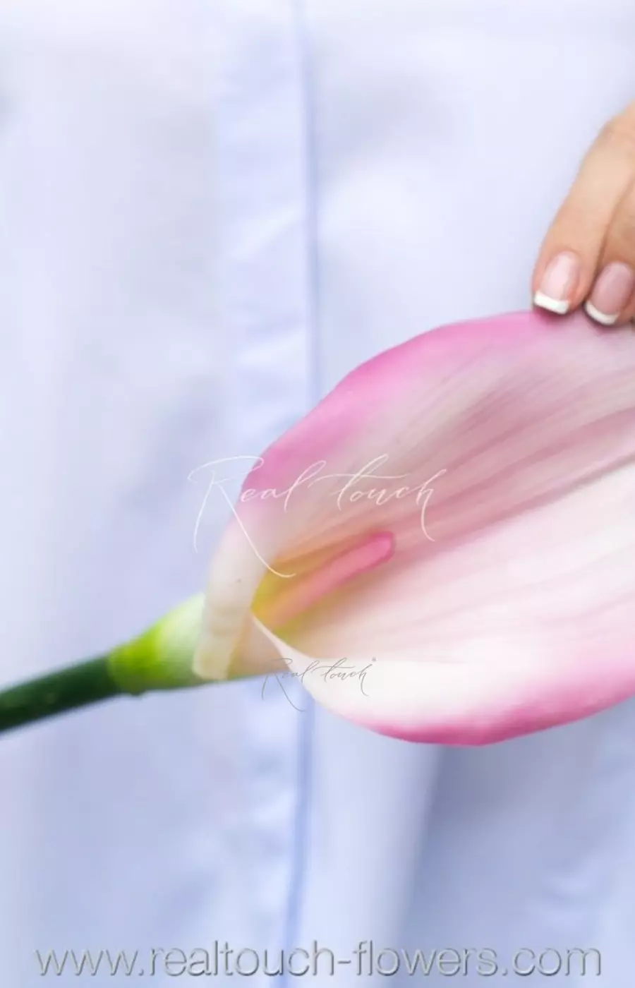 Калла Премиум - Светло-фиолетовый