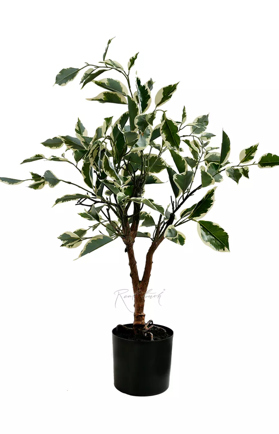 Фикус Бенджамина пестрый 64см - Бело-зеленый Фикус Бенджамина пестрый 64см - Бело-зеленый