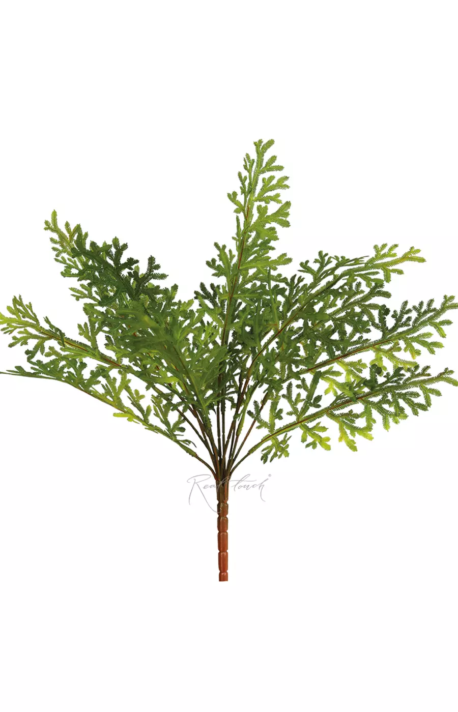 Селагинелла Мартенса - Зеленый