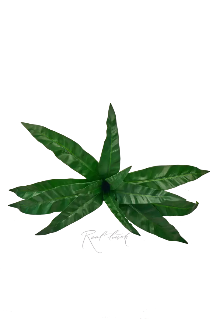 Куст асплениума 12 листьев  - Зеленый