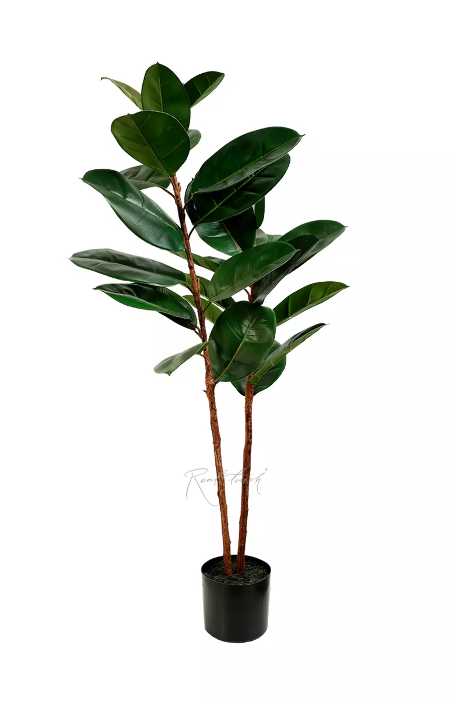 Фикус Эластика Мелани 125см - Зеленый