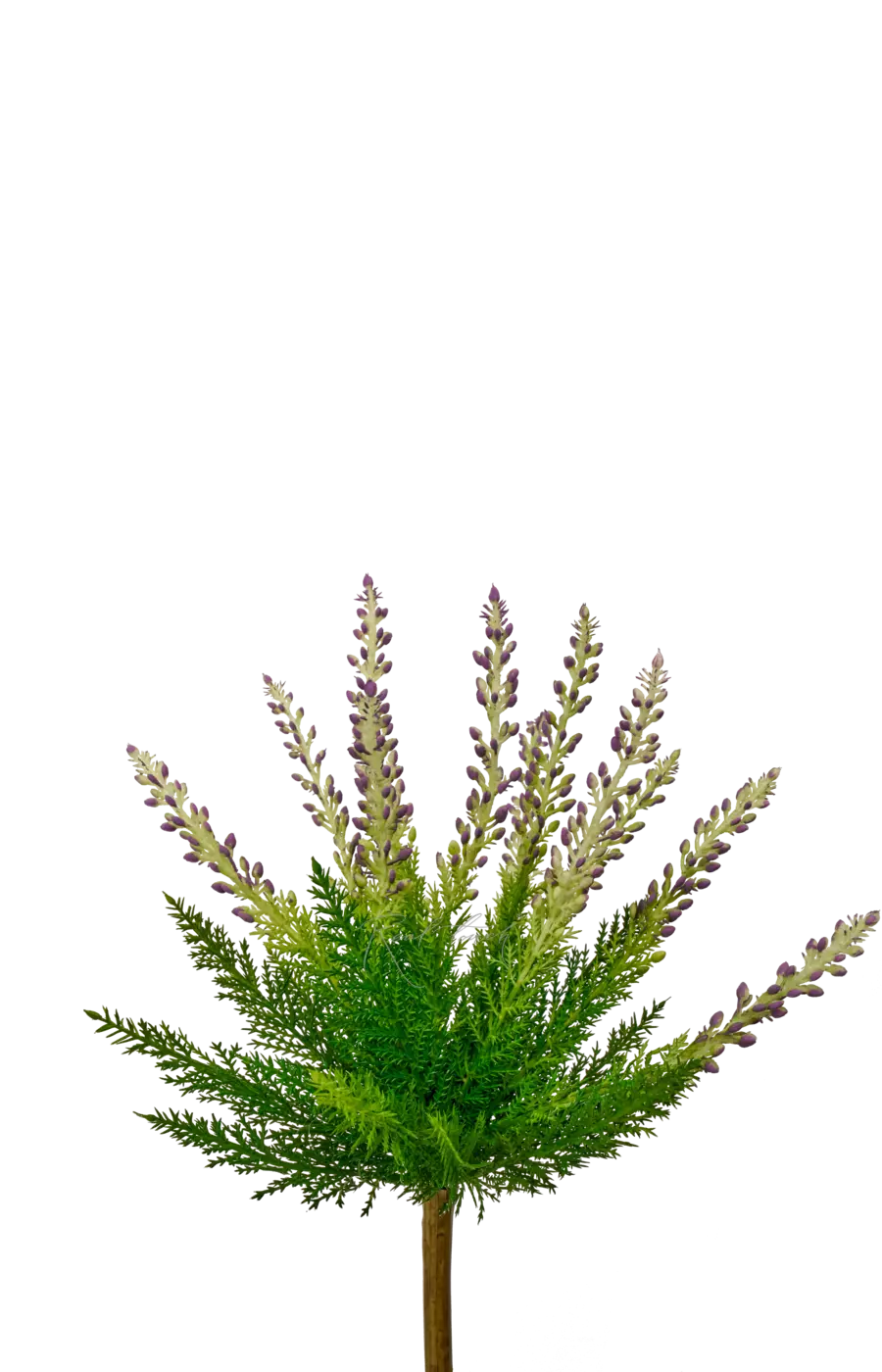 Вереск обыкновенный - Лиловый Вереск обыкновенный - Лиловый