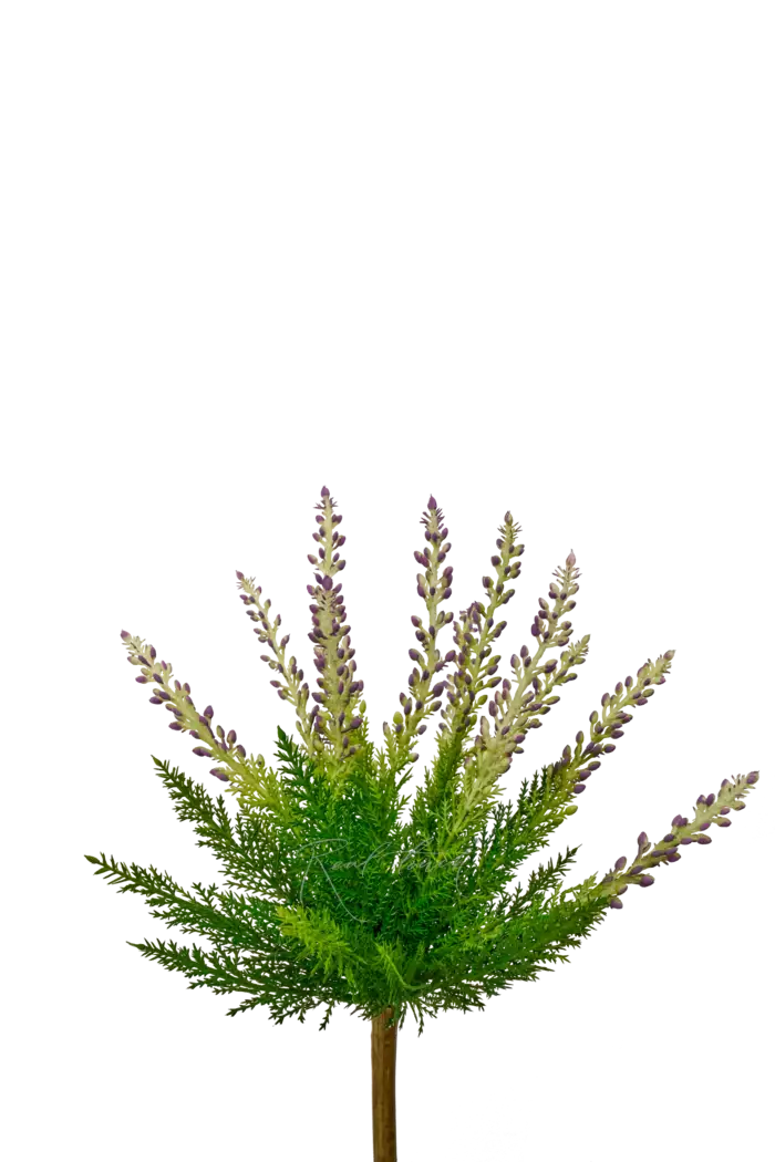 Вереск обыкновенный - Лиловый Вереск обыкновенный - Лиловый