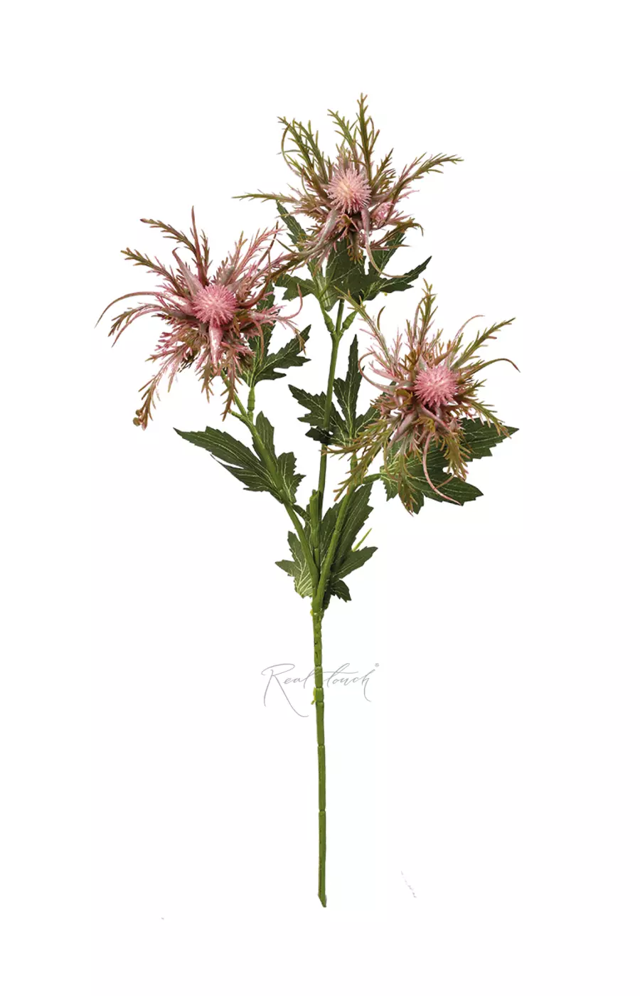 Чертополох - Розовый