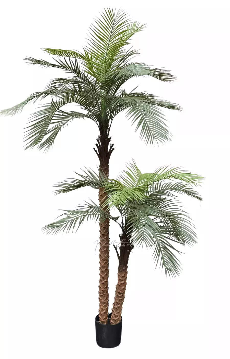 Пальма кокосовая 240см - Зеленый