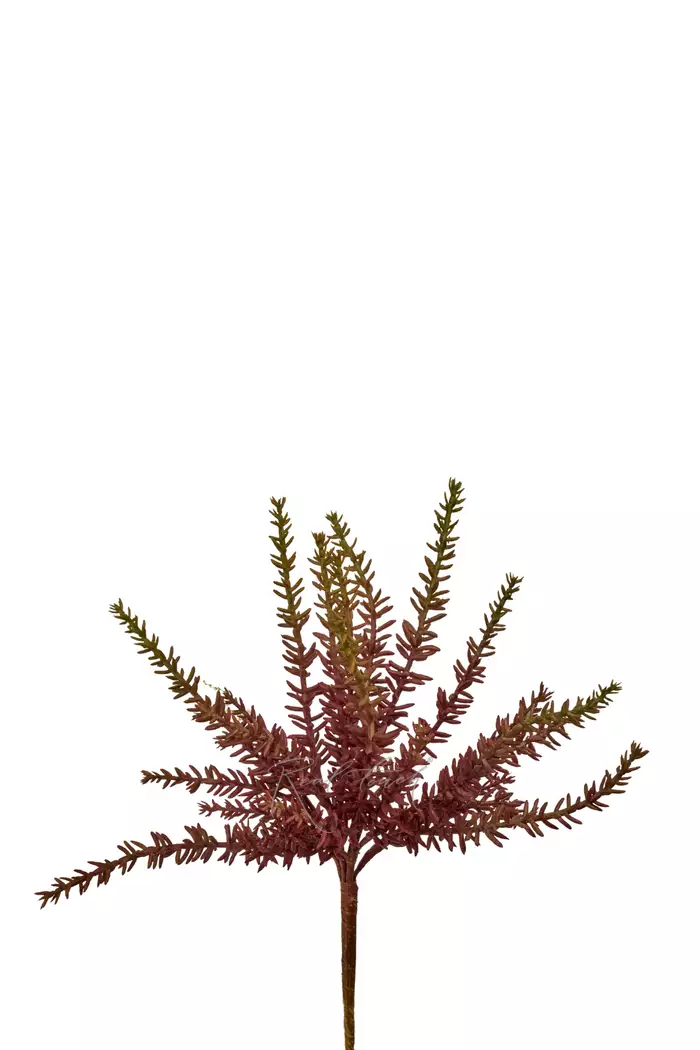 Очиток (седум) отогнутый - Красный Очиток (седум) отогнутый - Красный