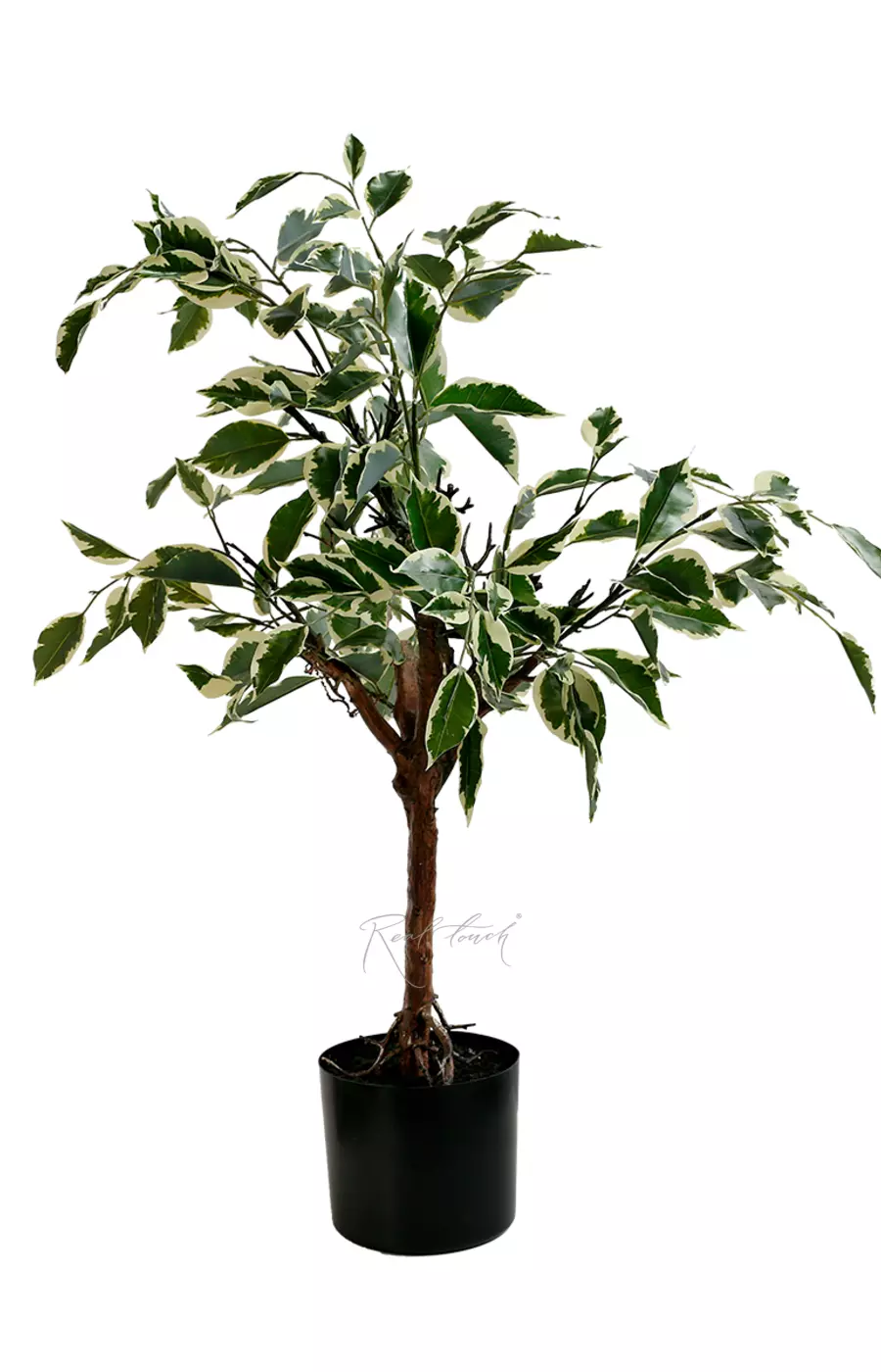 Фикус Бенджамина пестрый 84см - Бело-зеленый Фикус Бенджамина пестрый 84см - Бело-зеленый