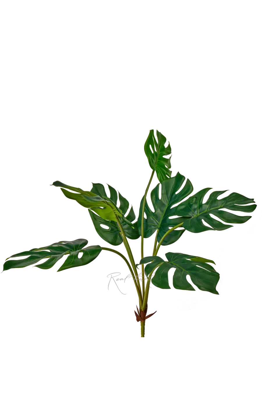 Куст монстеры средний 7 листьев - Зеленый