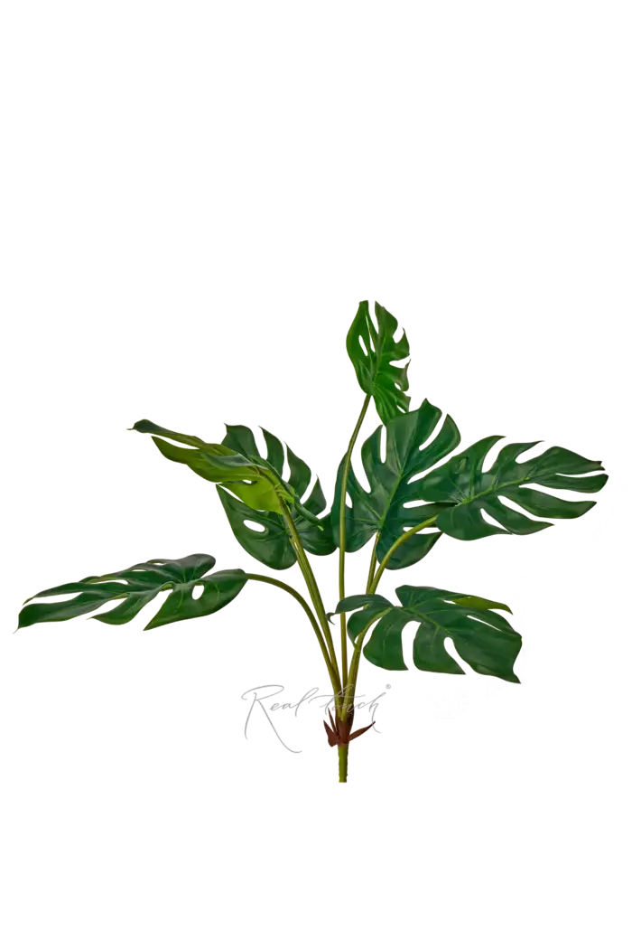 Куст монстеры средний 7 листьев - Зеленый