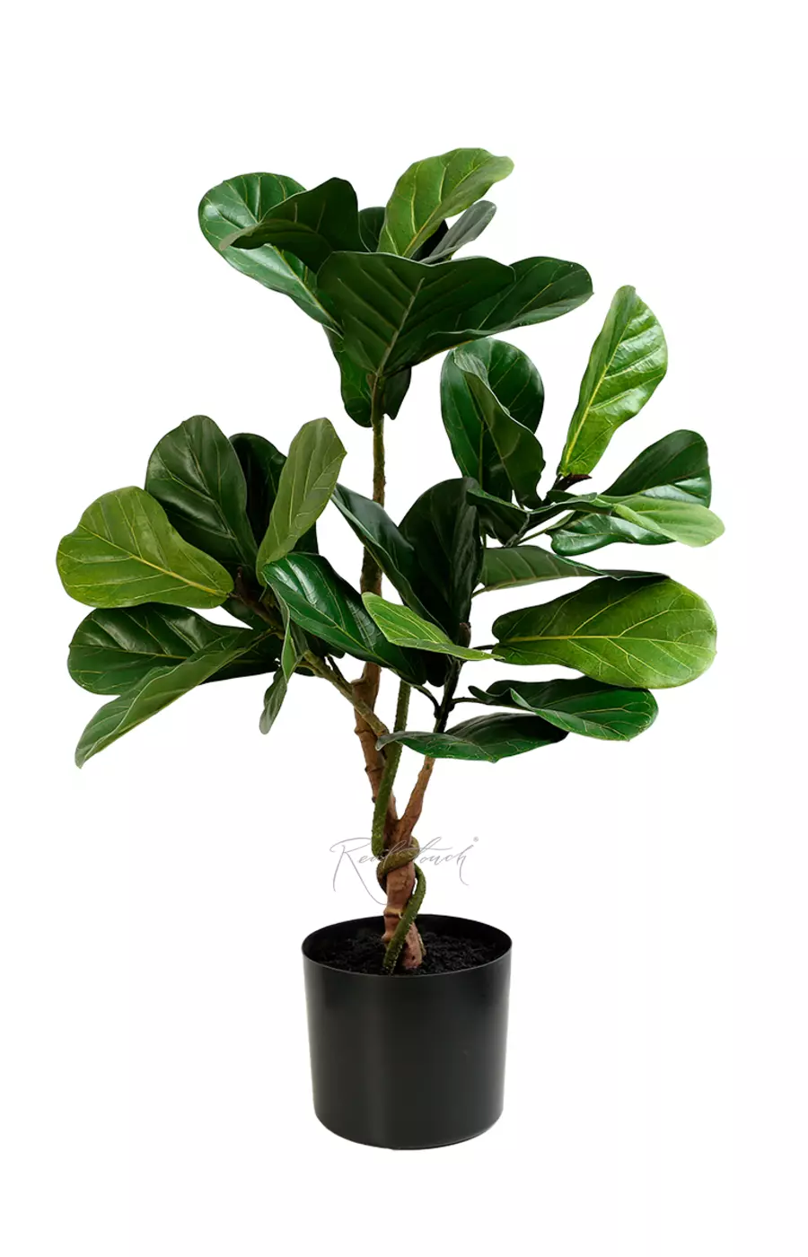Фикус Лирата 70см - Зеленый