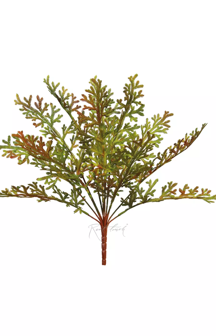 Селагинелла Мартенса - Зелено-красный