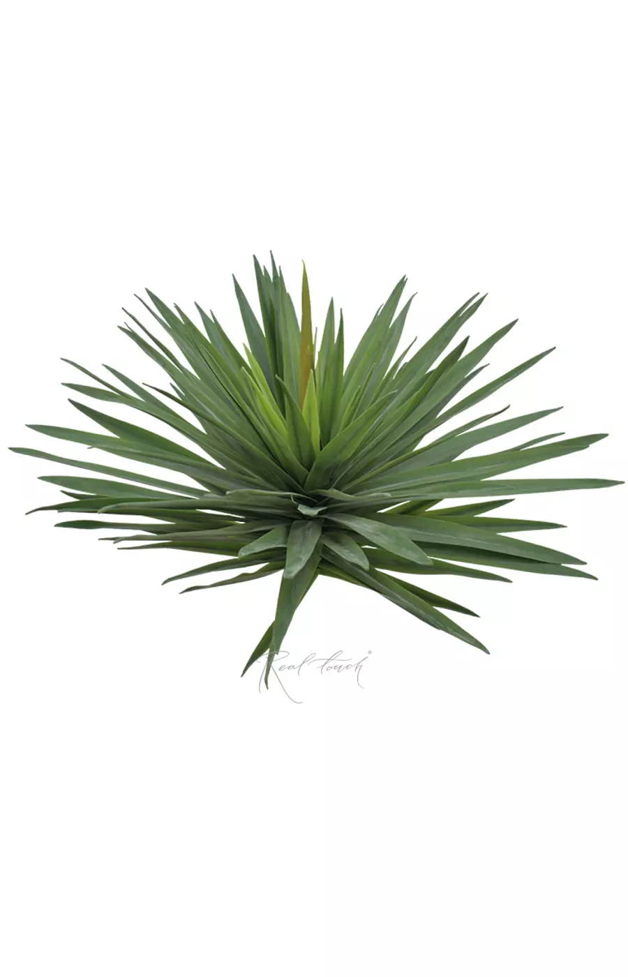 Юкка Садовая средняя без  кашпо - Зеленый